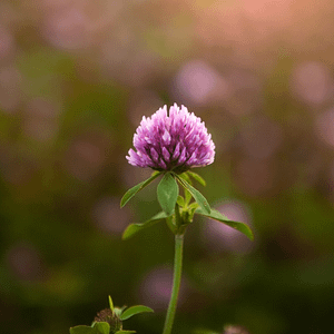 ELIXIR FLORAL RED CLOVER (panique collective)