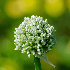 ELIXIR FLORAL GARLIC (parasitage)