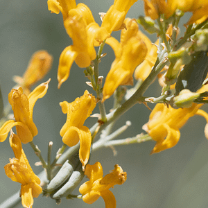 ELIXIR FLORAL GOLDEN EAR DROPS (douleur du passé)
