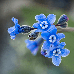 ELIXIR FLORAL HOUND'S TONGUE (s'ouvrir au spirituel)