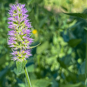 ELIXIR FLORAL HYSSOP (honte du corps)