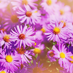 ELIXIR FLORAL ALPINE ASTER (conscience spirituelle)