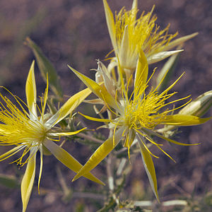 ELIXIR FLORAL BLAZING STAR (volonté solaire)