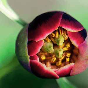 ELIXIR FLORAL CALIFORNIA PEONY (énergie yang)