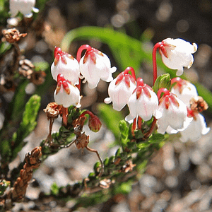 ELIXIR FLORAL CASSIOPE (intellect excessif)