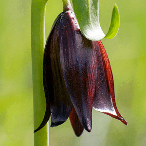 ELIXIR FLORAL CHOCOLATE LILY (acceptation du corps)