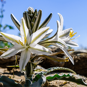ELIXIR FLORAL DESERT LILY (oppression urbaine)