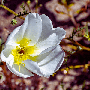 ELIXIR FLORAL DUNE PRIMROSE (féminin sacré)