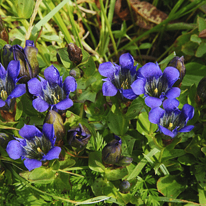 ELIXIR FLORAL EXPLORER'S GENTIAN (mission d'âme)