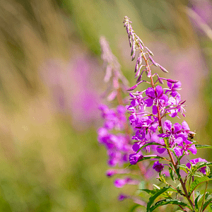 ELIXIR FLORAL FIREWEED (transcende les brulures)
