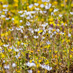 ELIXIR FLORAL GLASSY HYACINTH (transmuter la souffrance)