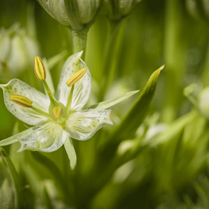 ELIXIR FLORAL GREEN CROSS GENTIAN (alignement terrestre)