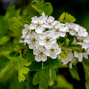 ELIXIR FLORAL HAWTHORN (force de coeur)