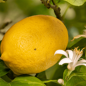 ELIXIR FLORAL LEMON (robustesse mentale)