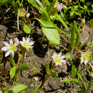 ELIXIR FLORAL LEWISIA (aide à l'incarnation)