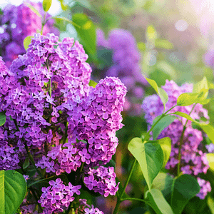 ELIXIR FLORAL LILAC (régler son passé)