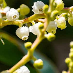 ELIXIR FLORAL MADRONE (acceptation du corps)