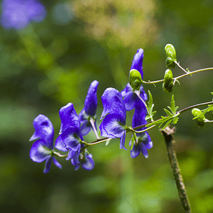 ELIXIR FLORAL MONKSHOOD (capacités psychiques)