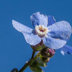 ELIXIR FLORAL MOUNTAIN FORGET-ME-NOT (connexion aux guides)