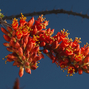 ELIXIR FLORAL OCOTILLO (feu intérieur)