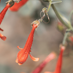 ELIXIR FLORAL RED PENSTEMON (épreuves physiques)