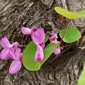 ELIXIR FLORAL REDBUD (cycles naturels)