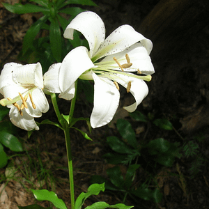 ELIXIR FLORAL SHASTA LILY (équilibre yin/yang)