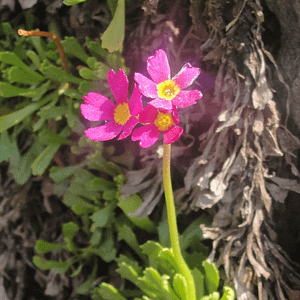 ELIXIR FLORAL SIERRA PRIMROSE (joie et enthousiasme)