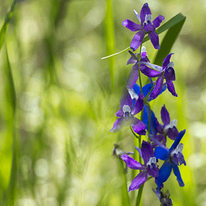 ELIXIR FLORAL TALL MOUNTAIN LARKSPUR (guidance spirituelle)