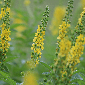 Fleur de Bach Aigremoine Agrimony