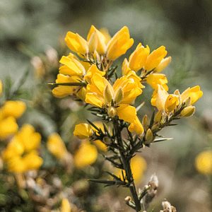 13. Gorse / Ajonc (espérance)