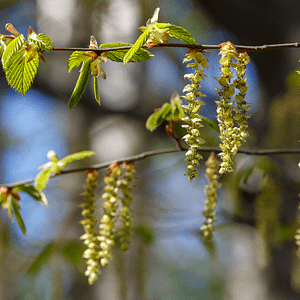 17. Hornbeam / Charme (dynamisme)