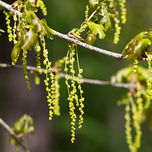 22. Oak / Chêne (force tranquille)