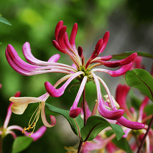 16. Honeysuckle / Chèvrefeuille (intégration du passé)