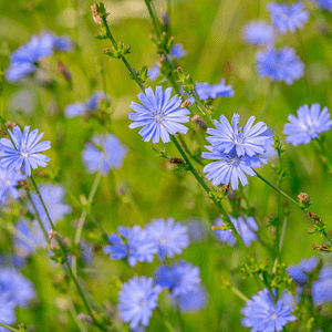 08. Chicory / Chicorée (amour inconditionnel)