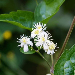 09. Clematis / Clématite (sens des réalités)
