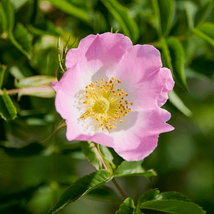 37. Wild Rose / Églantier (goût de la vie)