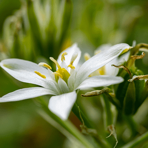 29. Star of Bethlehem / Étoile de Bethléem (réconfort)