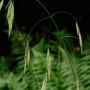 36. Wild Oat / Folle Avoine