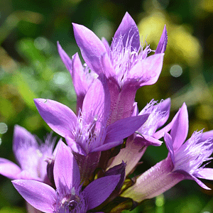 12. Gentian / Gentiane (vocation)