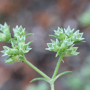 28. Scleranthus / Gnavelle (esprit de décision)