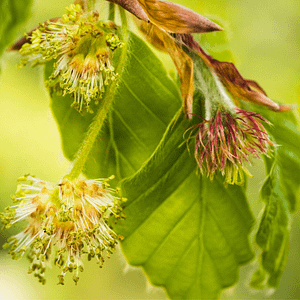 03. Beech / Hêtre (tolérance)