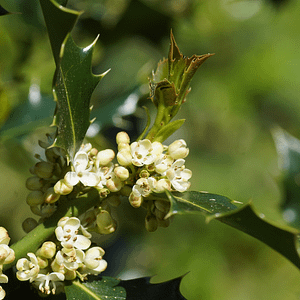 15. Holly / Houx (ouverture de coeur)