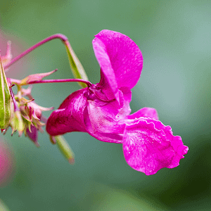 18. Impatiens / Impatience (sociabilité)