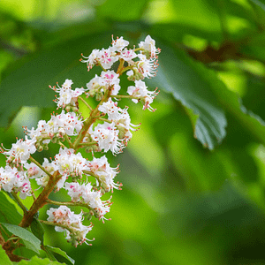 35. White Chestnut / Marronnier Blanc (discernement)