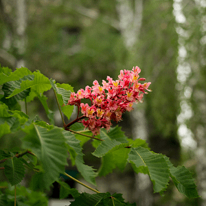 25. Red Chestnut / Marronnier Rouge (courage)