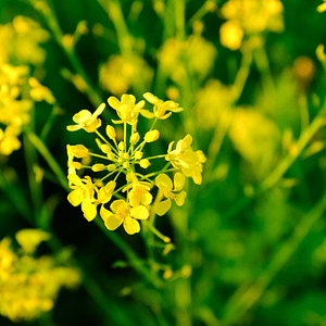 21. Mustard / Moutarde (rayonnement)