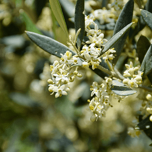 23. Olive / Olivier (régénération)