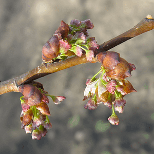 11. Elm / Orme (lâcher-prise)