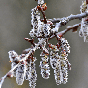 02. Aspen / Peuplier tremble (confiance)